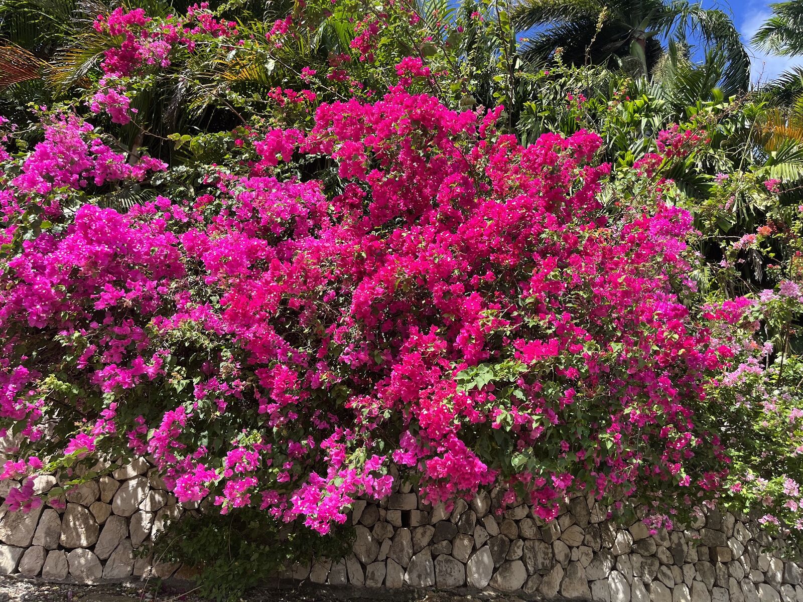 Bougainvillea in full magenta bloom in the garden