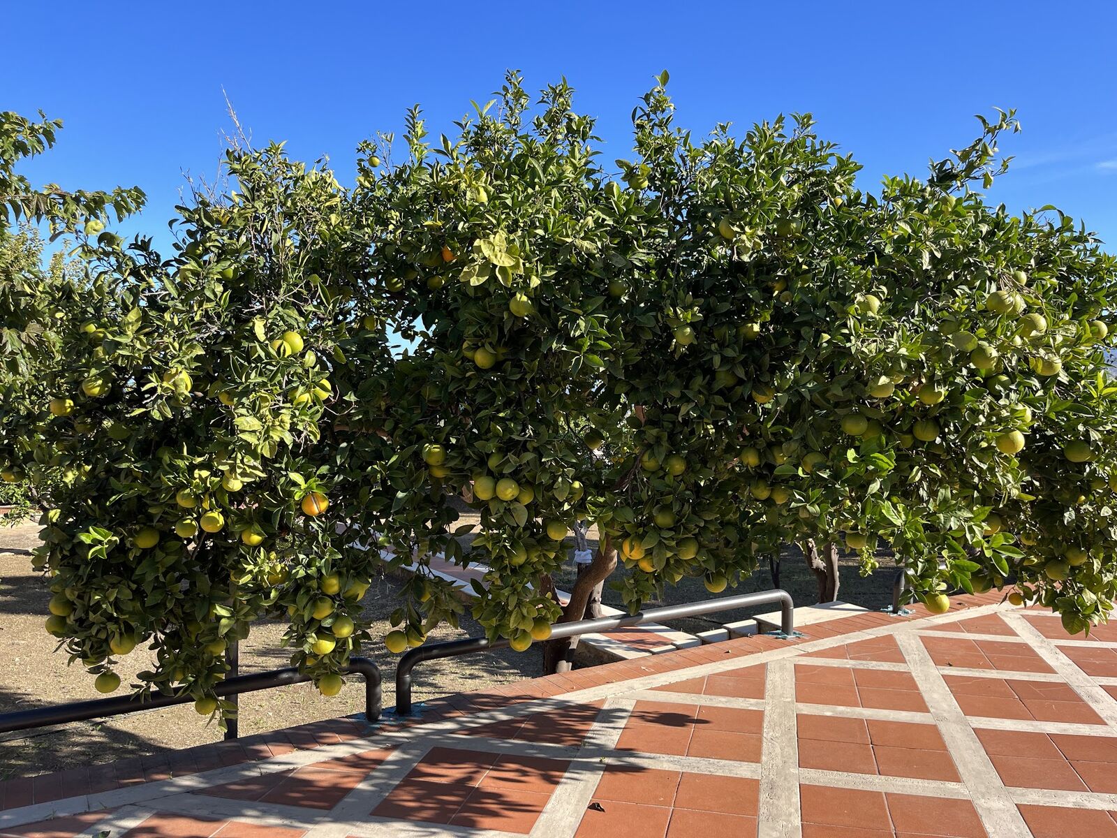 Lemon trees trained along a tiled garden walk