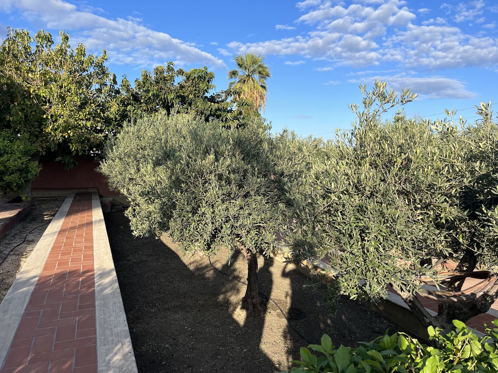 Olive grove with terracotta walkway